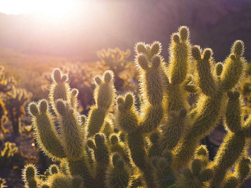 Planta do apartamento — Residencial Flores do Campo